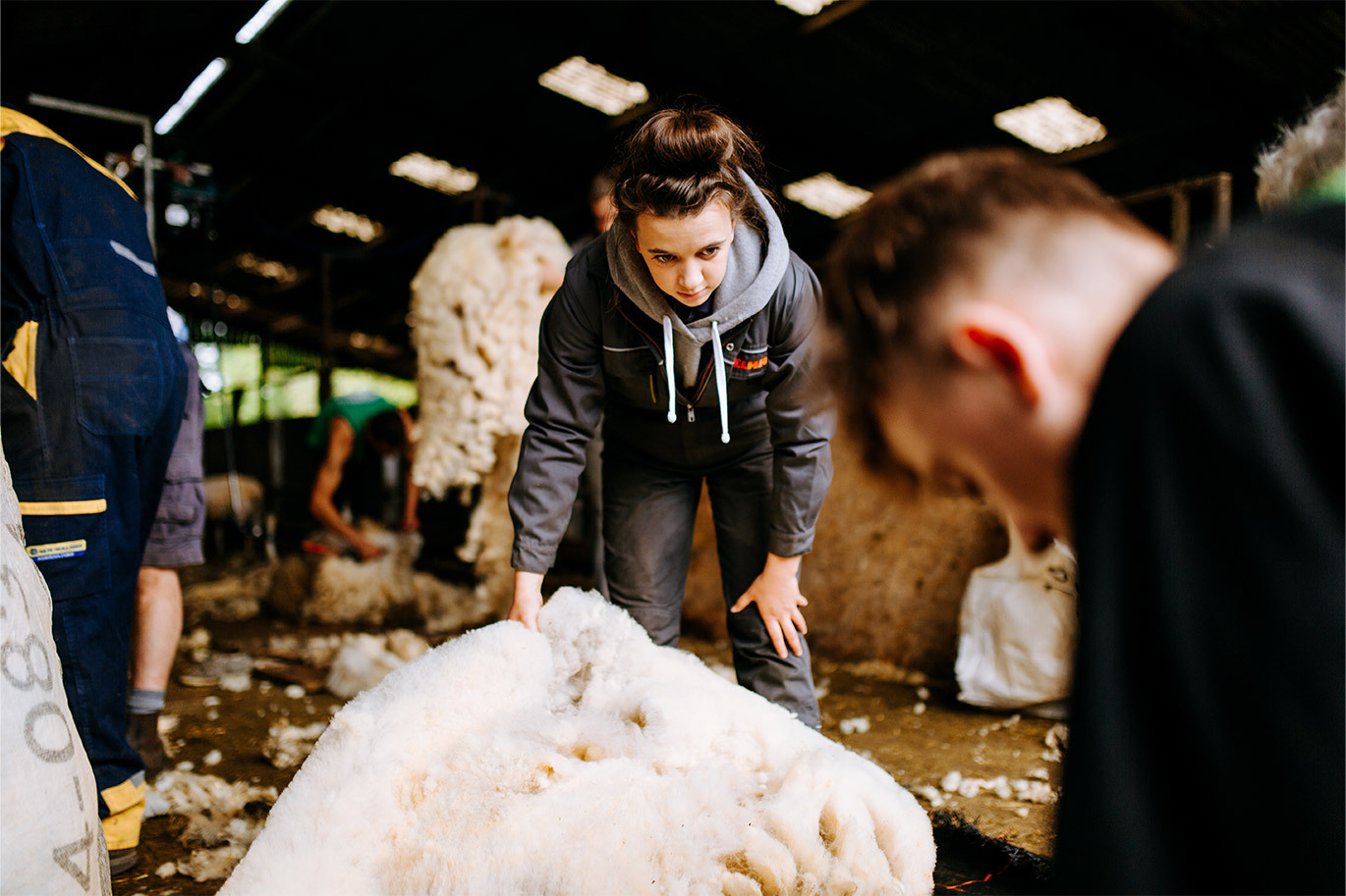 Female agriculture apprentice sheering sheep